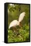 Cattle Egrets Bird Nest Building, Jefferson Island, Louisiana, USA-null-Framed Stretched Canvas