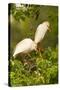 Cattle Egrets Bird Nest Building, Jefferson Island, Louisiana, USA-null-Stretched Canvas