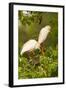 Cattle Egrets Bird Nest Building, Jefferson Island, Louisiana, USA-null-Framed Photographic Print