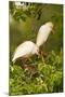 Cattle Egrets Bird Nest Building, Jefferson Island, Louisiana, USA-null-Mounted Photographic Print