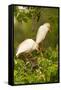 Cattle Egrets Bird Nest Building, Jefferson Island, Louisiana, USA-null-Framed Stretched Canvas