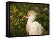 Cattle Egrets, Florida, Usa-Connie Bransilver-Framed Stretched Canvas