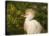 Cattle Egrets, Florida, Usa-Connie Bransilver-Stretched Canvas