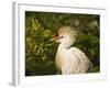 Cattle Egrets, Florida, Usa-Connie Bransilver-Framed Photographic Print