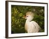 Cattle Egrets, Florida, Usa-Connie Bransilver-Framed Photographic Print