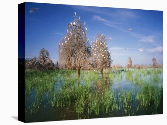 Cattle Egrets Nesting in Drowned Acacia Trees-null-Stretched Canvas