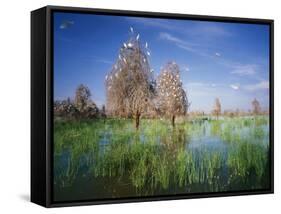 Cattle Egrets Nesting in Drowned Acacia Trees-null-Framed Stretched Canvas