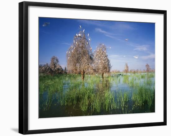 Cattle Egrets Nesting in Drowned Acacia Trees-null-Framed Photographic Print
