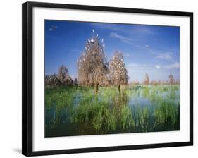 Cattle Egrets Nesting in Drowned Acacia Trees-null-Framed Photographic Print