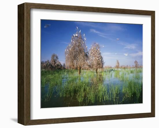 Cattle Egrets Nesting in Drowned Acacia Trees-null-Framed Photographic Print