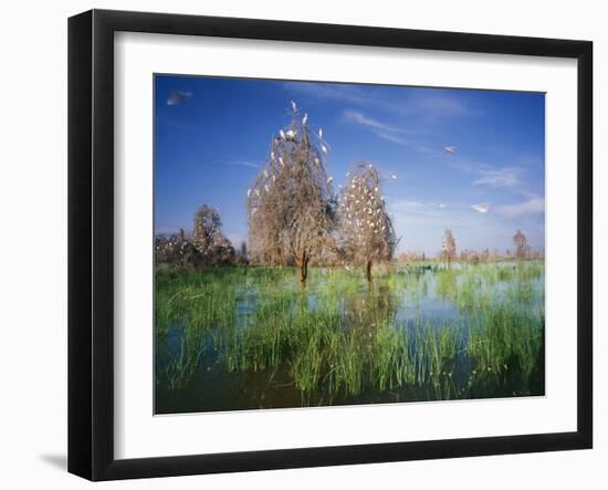 Cattle Egrets Nesting in Drowned Acacia Trees-null-Framed Photographic Print