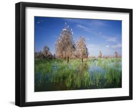 Cattle Egrets Nesting in Drowned Acacia Trees-null-Framed Photographic Print