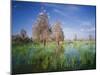 Cattle Egrets Nesting in Drowned Acacia Trees-null-Mounted Photographic Print