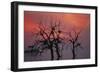 Cattle Egrets Nesting in Tree Above Lake-null-Framed Photographic Print