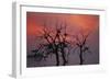 Cattle Egrets Nesting in Tree Above Lake-null-Framed Photographic Print