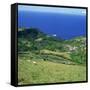 Cattle, Fields and Small Village on the Island of Flores in the Azores, Portugal, Atlantic, Europe-David Lomax-Framed Stretched Canvas