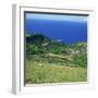 Cattle, Fields and Small Village on the Island of Flores in the Azores, Portugal, Atlantic, Europe-David Lomax-Framed Premium Photographic Print