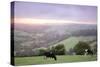 Cattle Friesian Heifers-Anthony Harrison-Stretched Canvas