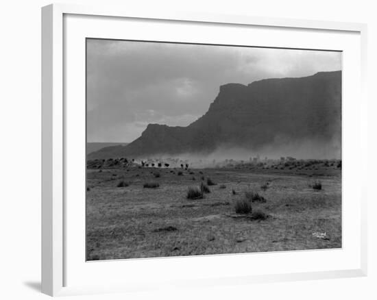 Cattle, Grand Coulee, 1916-Asahel Curtis-Framed Giclee Print