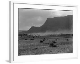 Cattle, Grand Coulee, 1916-Asahel Curtis-Framed Giclee Print