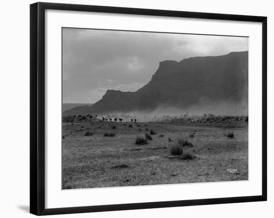 Cattle, Grand Coulee, 1916-Asahel Curtis-Framed Giclee Print