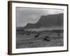 Cattle, Grand Coulee, 1916-Asahel Curtis-Framed Giclee Print