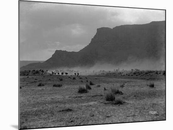 Cattle, Grand Coulee, 1916-Asahel Curtis-Mounted Giclee Print