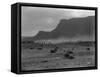 Cattle, Grand Coulee, 1916-Asahel Curtis-Framed Stretched Canvas