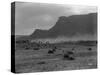 Cattle, Grand Coulee, 1916-Asahel Curtis-Stretched Canvas