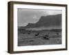 Cattle, Grand Coulee, 1916-Asahel Curtis-Framed Giclee Print