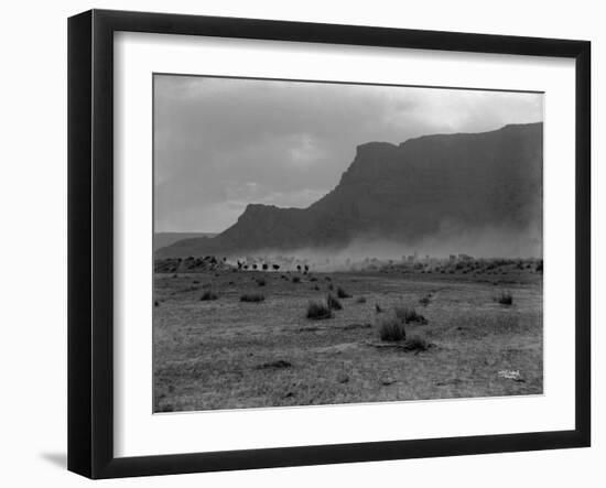 Cattle, Grand Coulee, 1916-Asahel Curtis-Framed Giclee Print