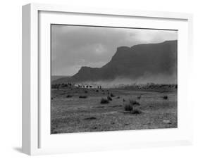 Cattle, Grand Coulee, 1916-Asahel Curtis-Framed Giclee Print