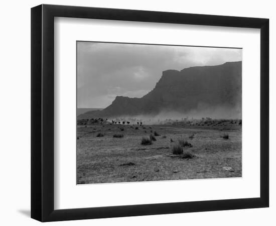 Cattle, Grand Coulee, 1916-Asahel Curtis-Framed Giclee Print