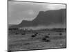 Cattle, Grand Coulee, 1916-Asahel Curtis-Mounted Giclee Print