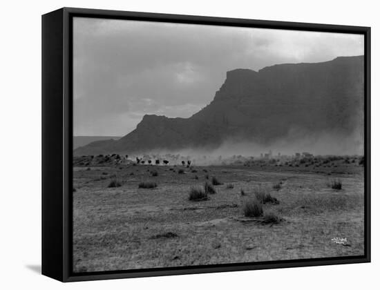 Cattle, Grand Coulee, 1916-Asahel Curtis-Framed Stretched Canvas