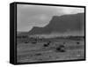 Cattle, Grand Coulee, 1916-Asahel Curtis-Framed Stretched Canvas