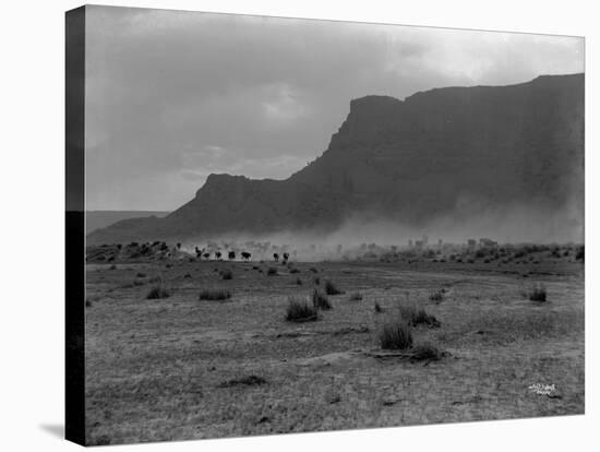 Cattle, Grand Coulee, 1916-Asahel Curtis-Stretched Canvas