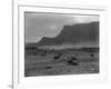 Cattle, Grand Coulee, 1916-Asahel Curtis-Framed Giclee Print