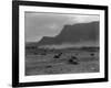 Cattle, Grand Coulee, 1916-Asahel Curtis-Framed Giclee Print