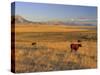 Cattle Graze Along the Rocky Mountain Front near Choteau, Montana, USA-Chuck Haney-Stretched Canvas