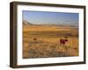 Cattle Graze Along the Rocky Mountain Front near Choteau, Montana, USA-Chuck Haney-Framed Premium Photographic Print
