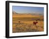 Cattle Graze Along the Rocky Mountain Front near Choteau, Montana, USA-Chuck Haney-Framed Premium Photographic Print