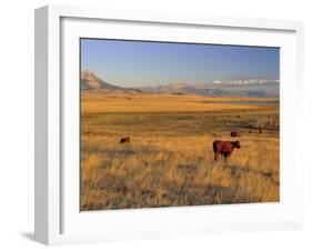 Cattle Graze Along the Rocky Mountain Front near Choteau, Montana, USA-Chuck Haney-Framed Premium Photographic Print