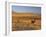 Cattle Graze Along the Rocky Mountain Front near Choteau, Montana, USA-Chuck Haney-Framed Premium Photographic Print