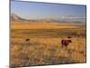 Cattle Graze Along the Rocky Mountain Front near Choteau, Montana, USA-Chuck Haney-Mounted Premium Photographic Print