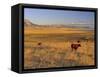 Cattle Graze Along the Rocky Mountain Front near Choteau, Montana, USA-Chuck Haney-Framed Stretched Canvas