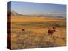 Cattle Graze Along the Rocky Mountain Front near Choteau, Montana, USA-Chuck Haney-Stretched Canvas