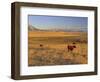 Cattle Graze Along the Rocky Mountain Front near Choteau, Montana, USA-Chuck Haney-Framed Photographic Print