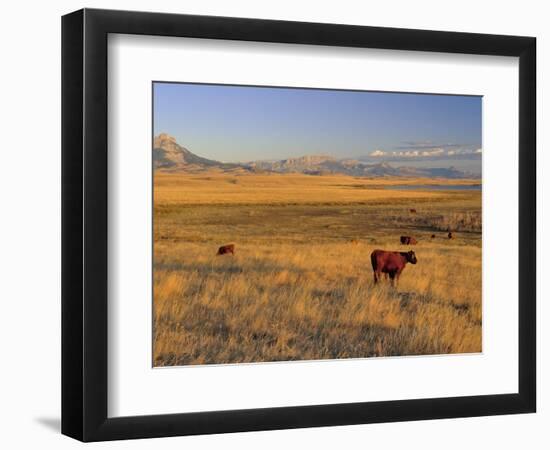 Cattle Graze Along the Rocky Mountain Front near Choteau, Montana, USA-Chuck Haney-Framed Photographic Print