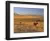 Cattle Graze Along the Rocky Mountain Front near Choteau, Montana, USA-Chuck Haney-Framed Photographic Print